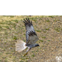 گونه سنقر تالابی شرقی Eastern Marsh Harrier